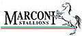 Marconi Stallions